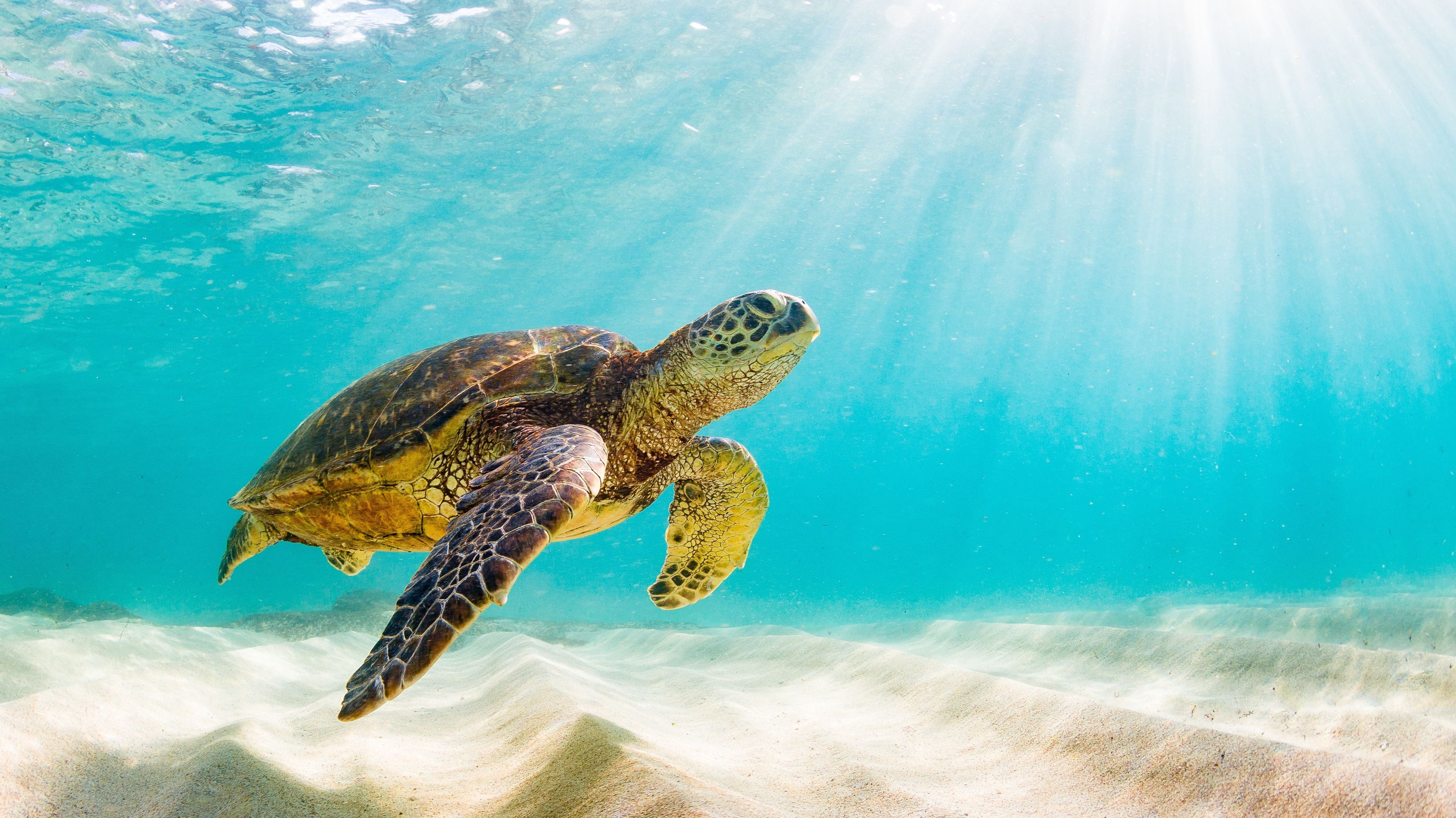 Turtle swimming in clear sea