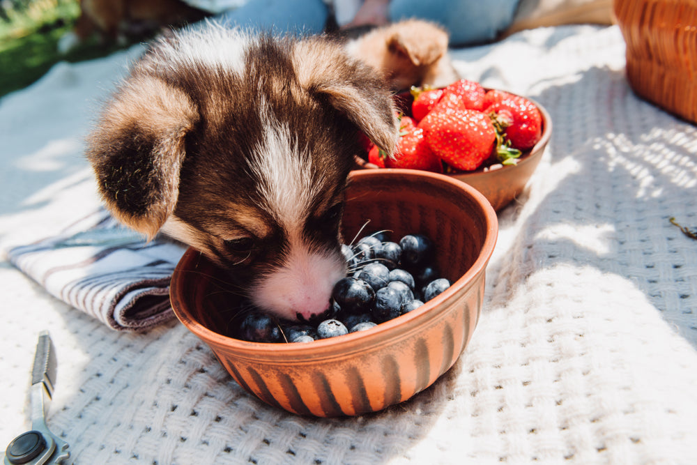 Dog Eats Strawberries & Blueberries – Dog Food Guide