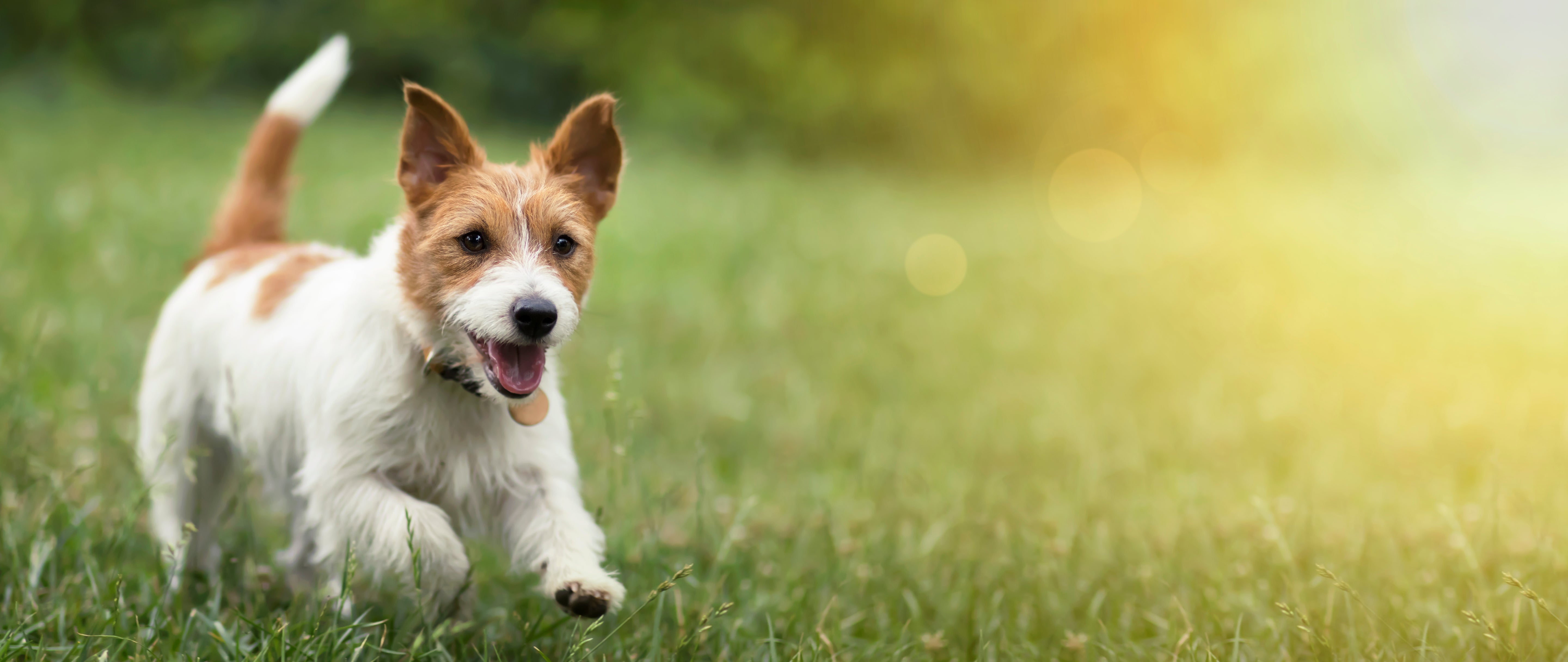 What does your dog think on their daily walks?