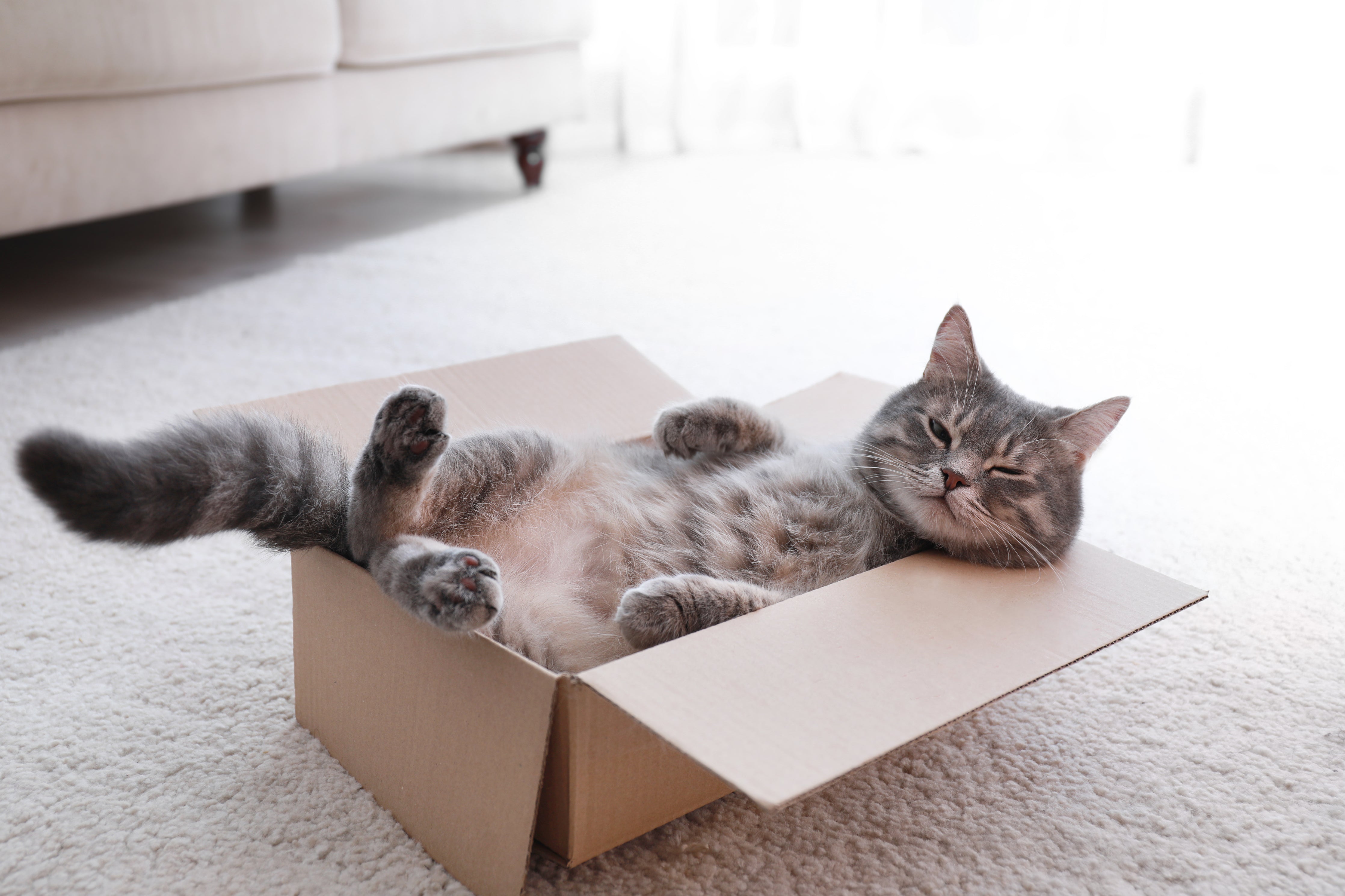 Cat lying in a cardboard box