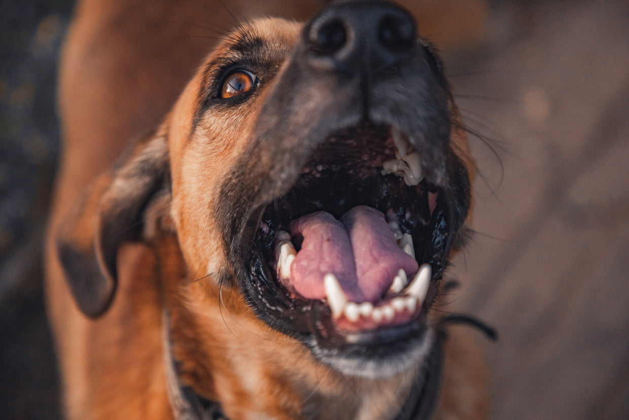 Brown dog with smiling open mouth