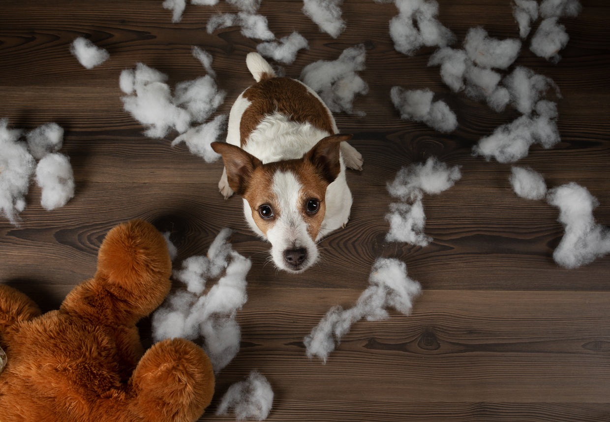 Dog destroying toys tantrum