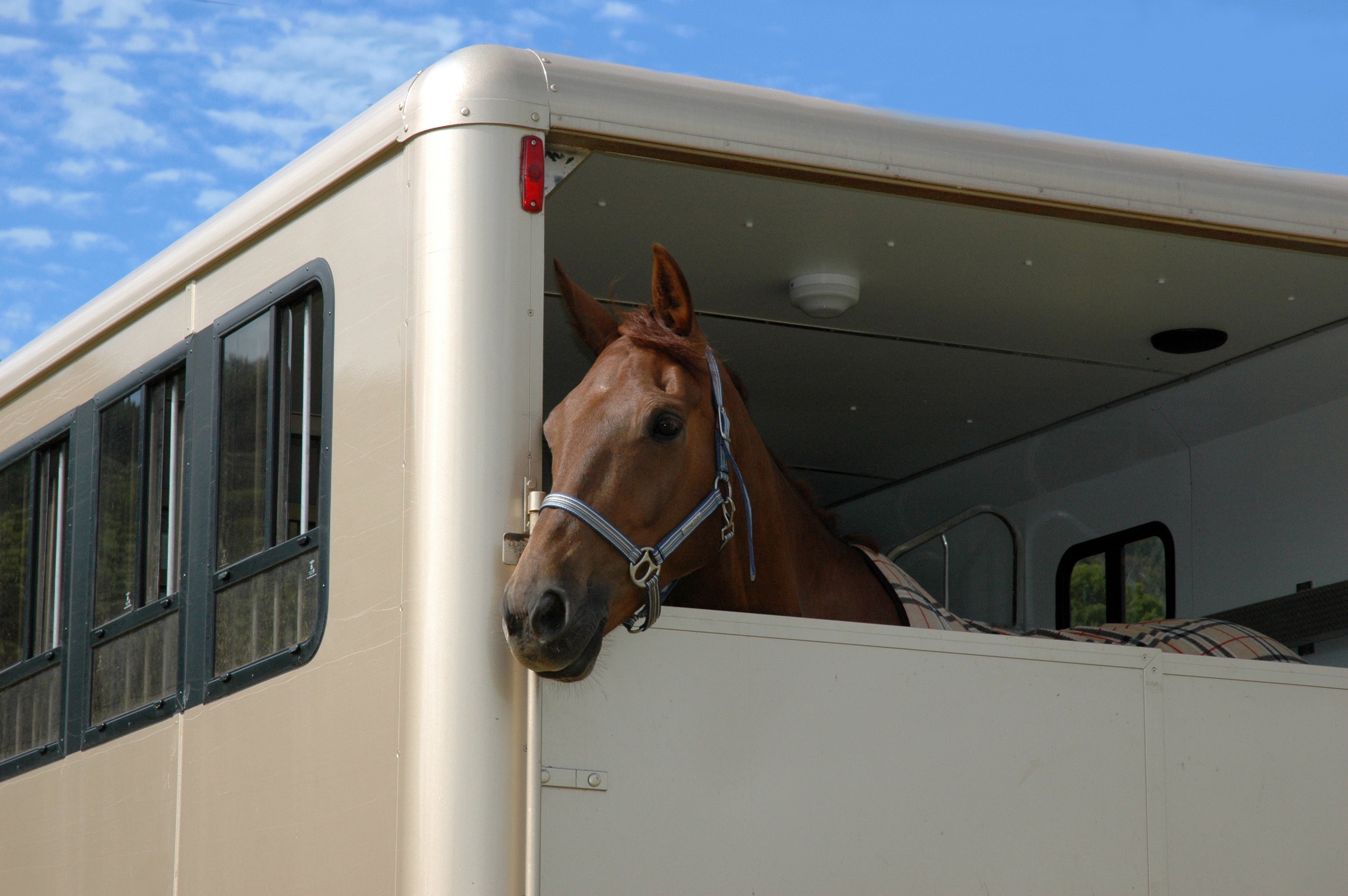 How to keep your horse happy in transit | YuMOVE