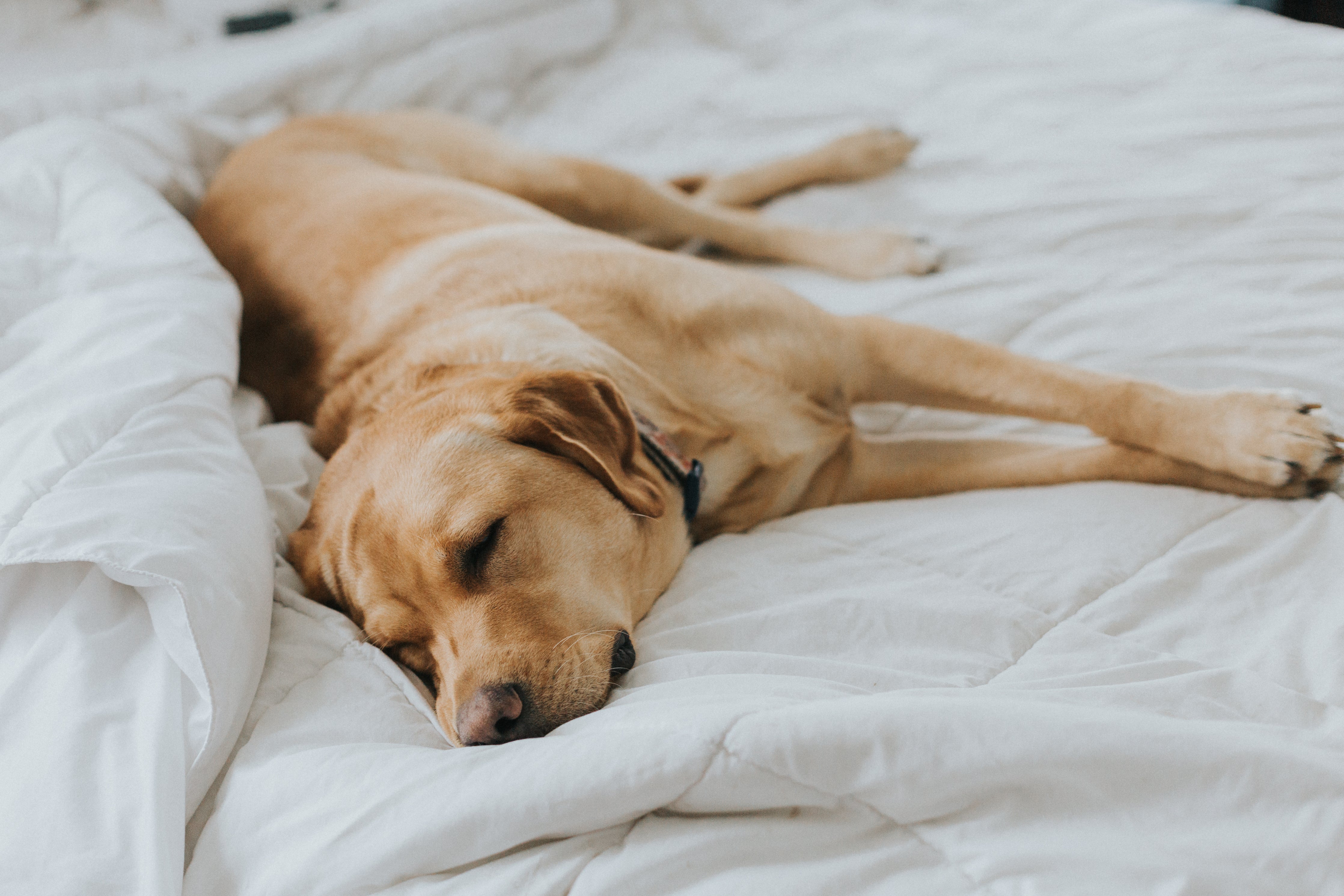 Sleeping Labrador Retriever on bed