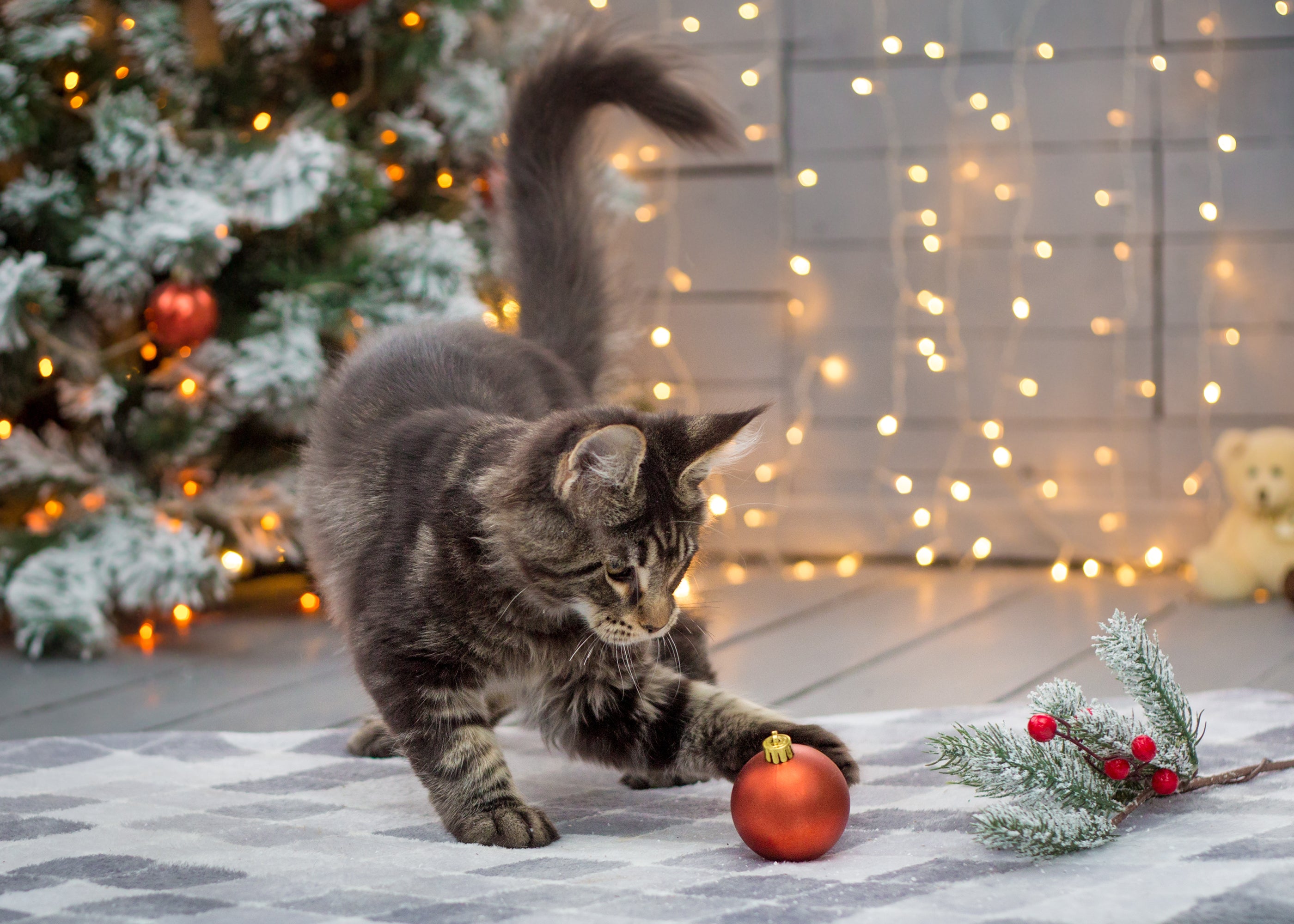 Cat playing with a red bauble by the Christmas tree
