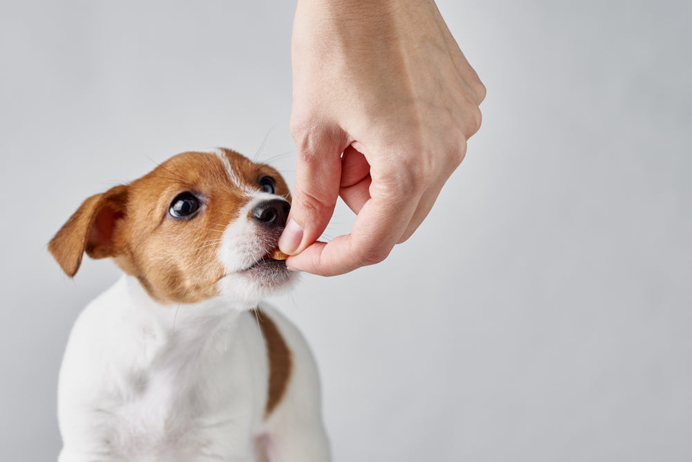 Why your dog needs a daily dose of MultiVits