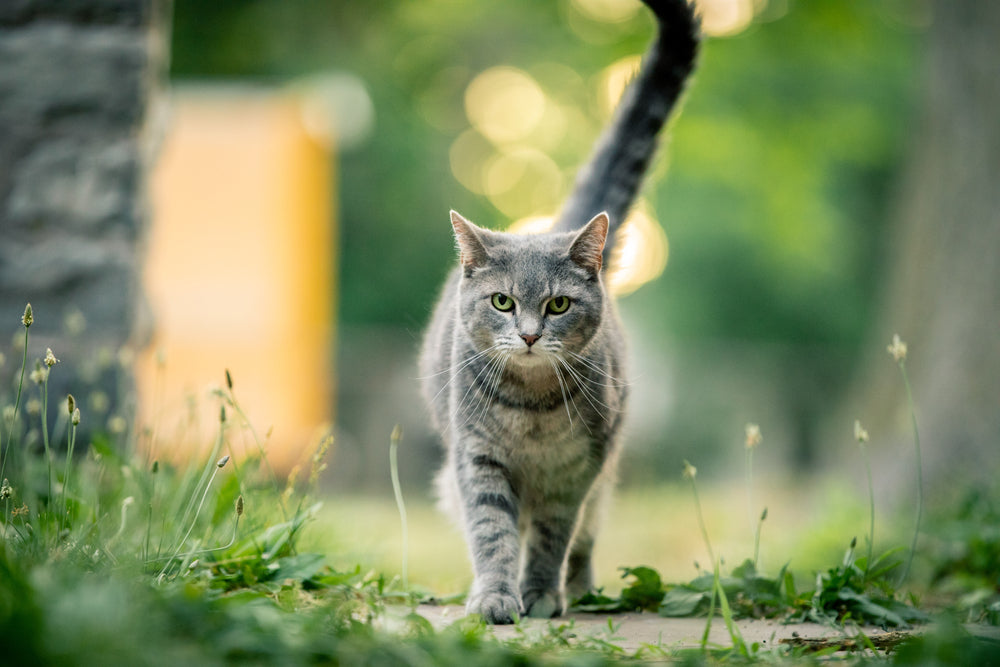 Cat walking with friendly body language