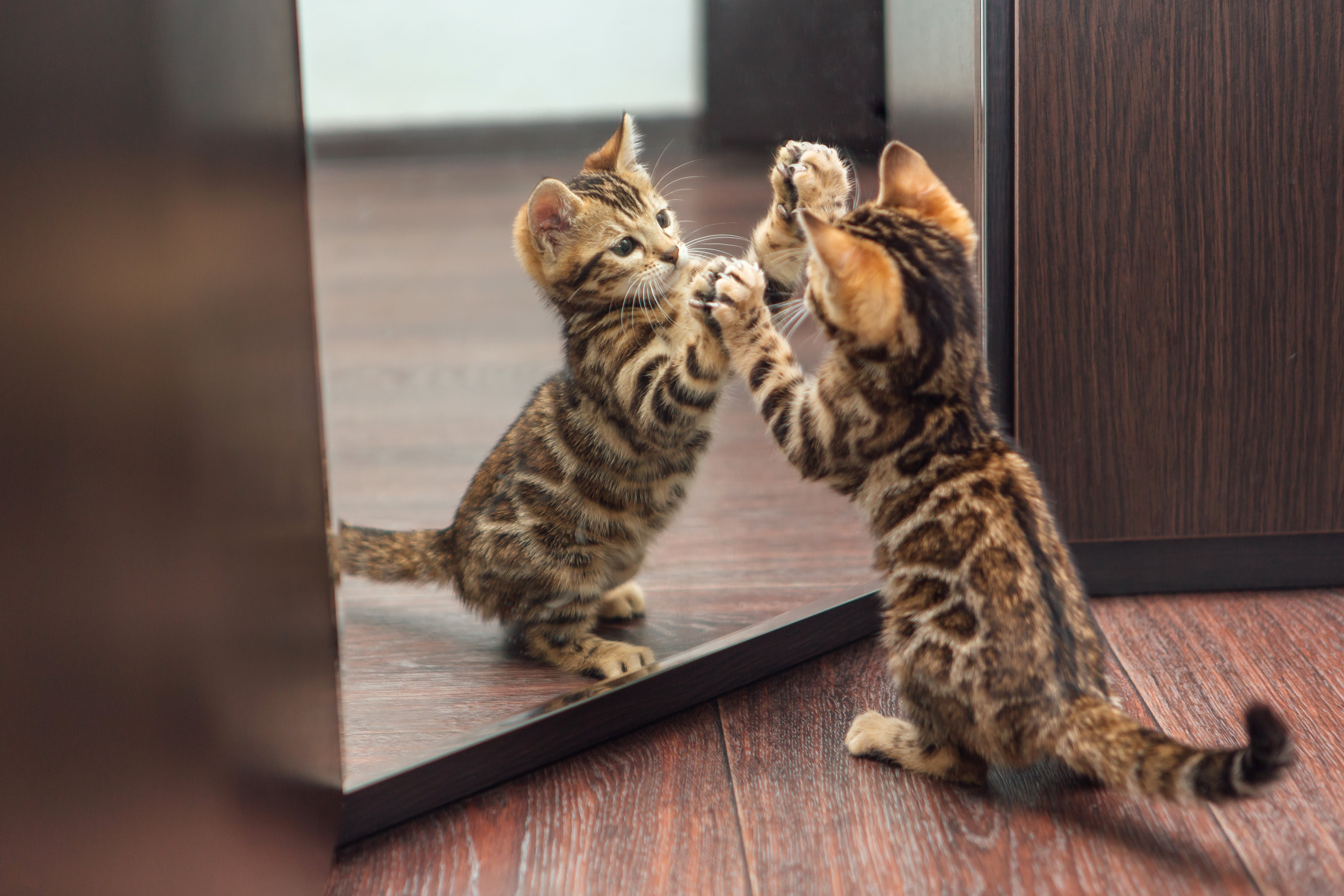 Cat looking in mirror attacking reflection