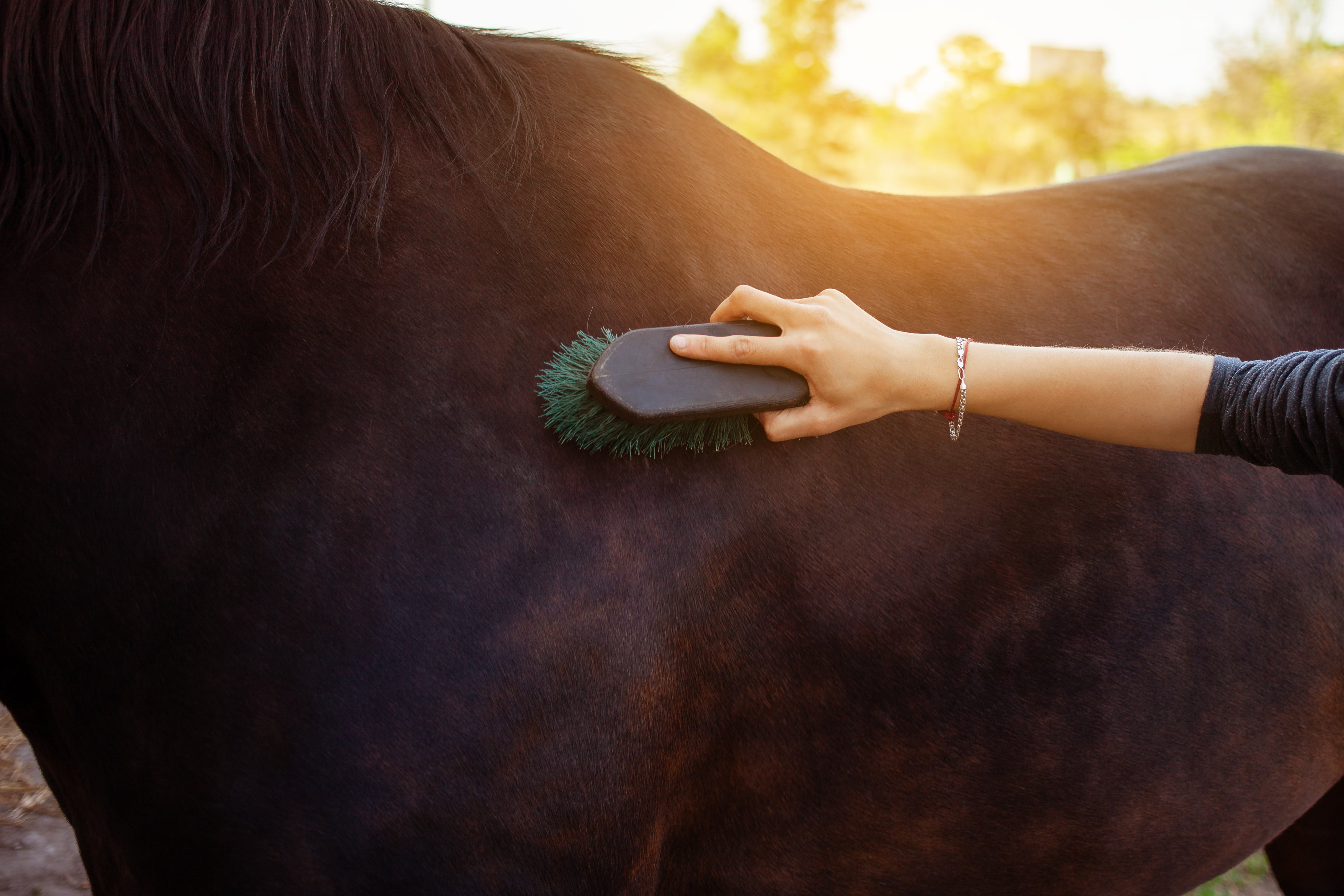 A lady brushes her horse