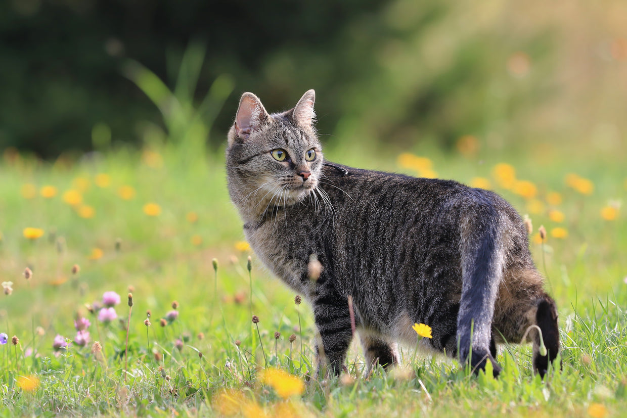 Tabby cat exploring outdoors