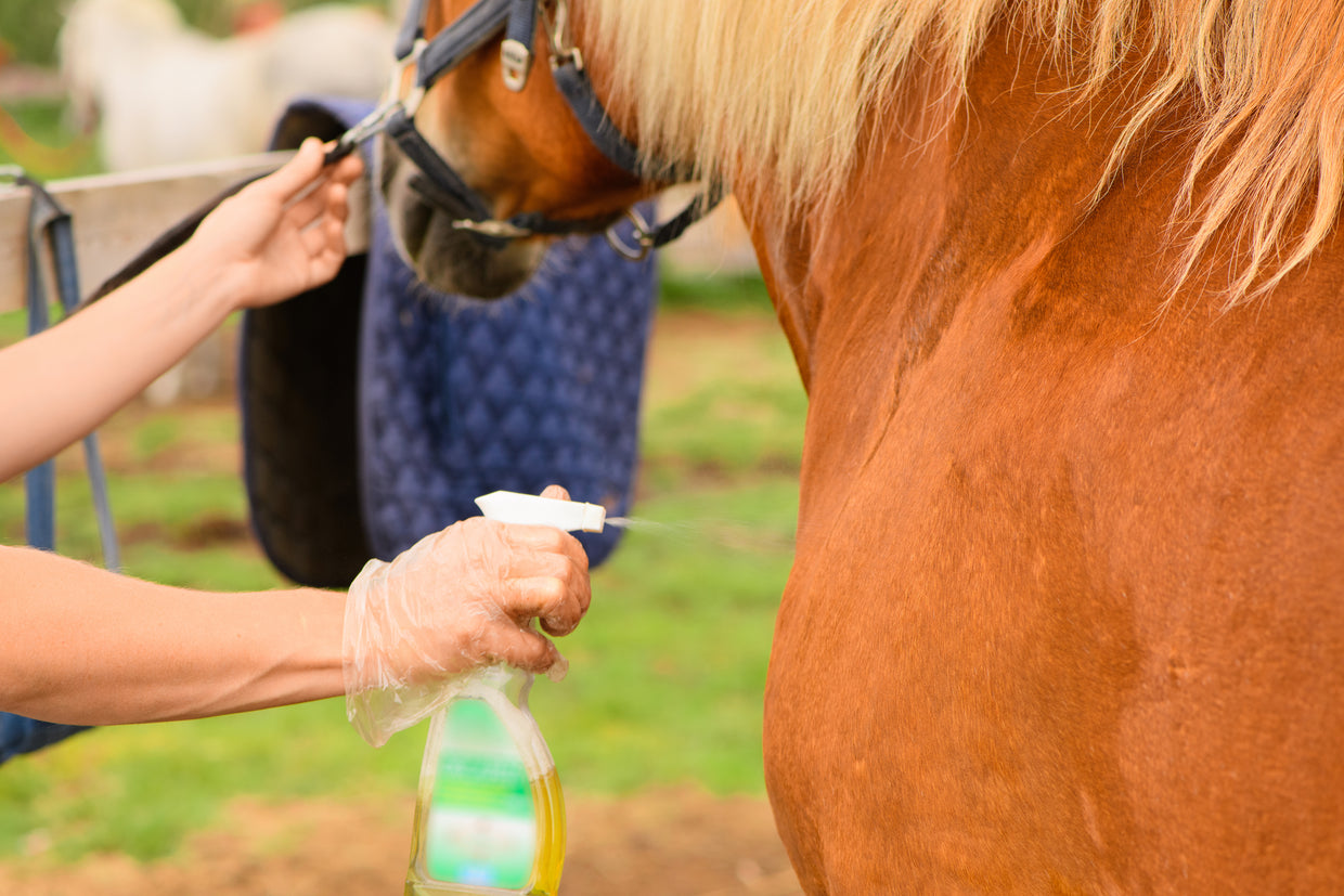 Person caring for horse