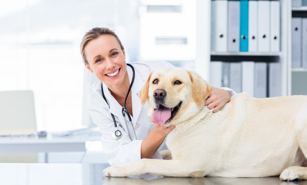 Golden retriever having a check-up