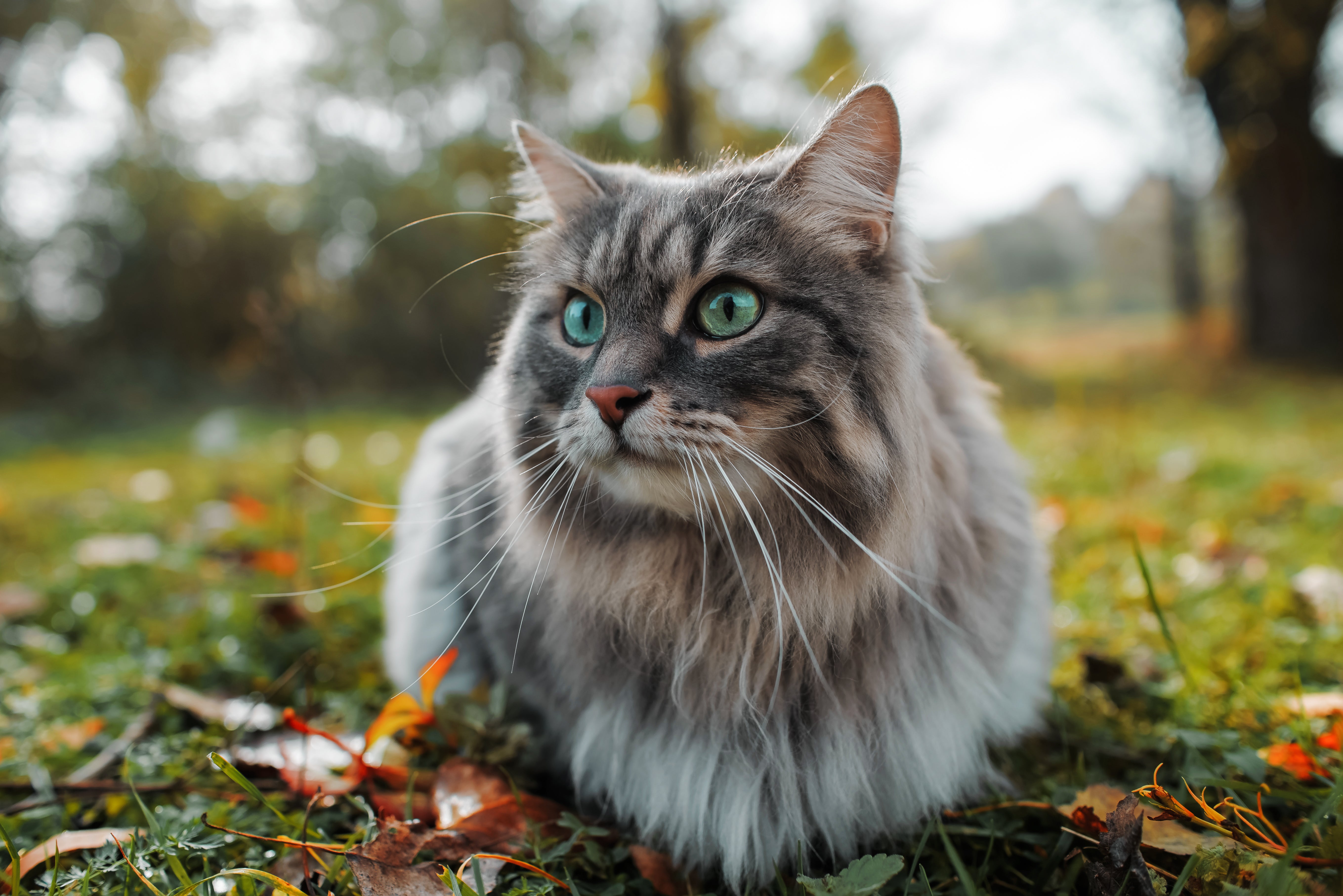 Majestic cat sitting outdoors