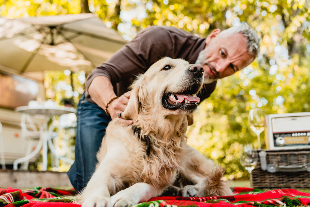 4 of the best holiday ideas for senior dogs