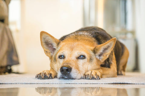 Sad dog lying on floor