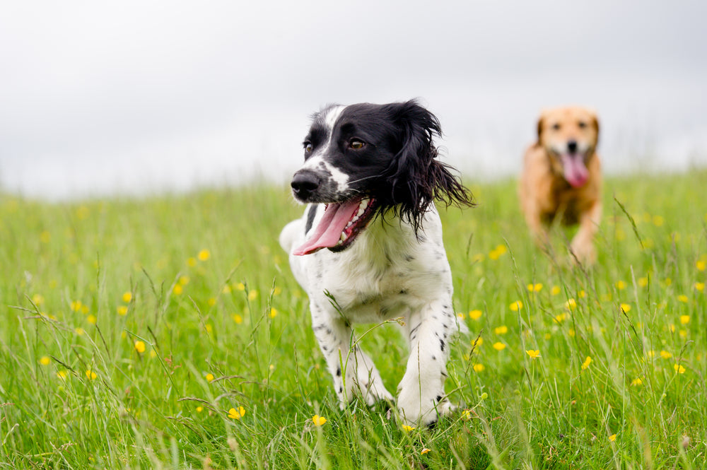 10+ fun things to do with your dog