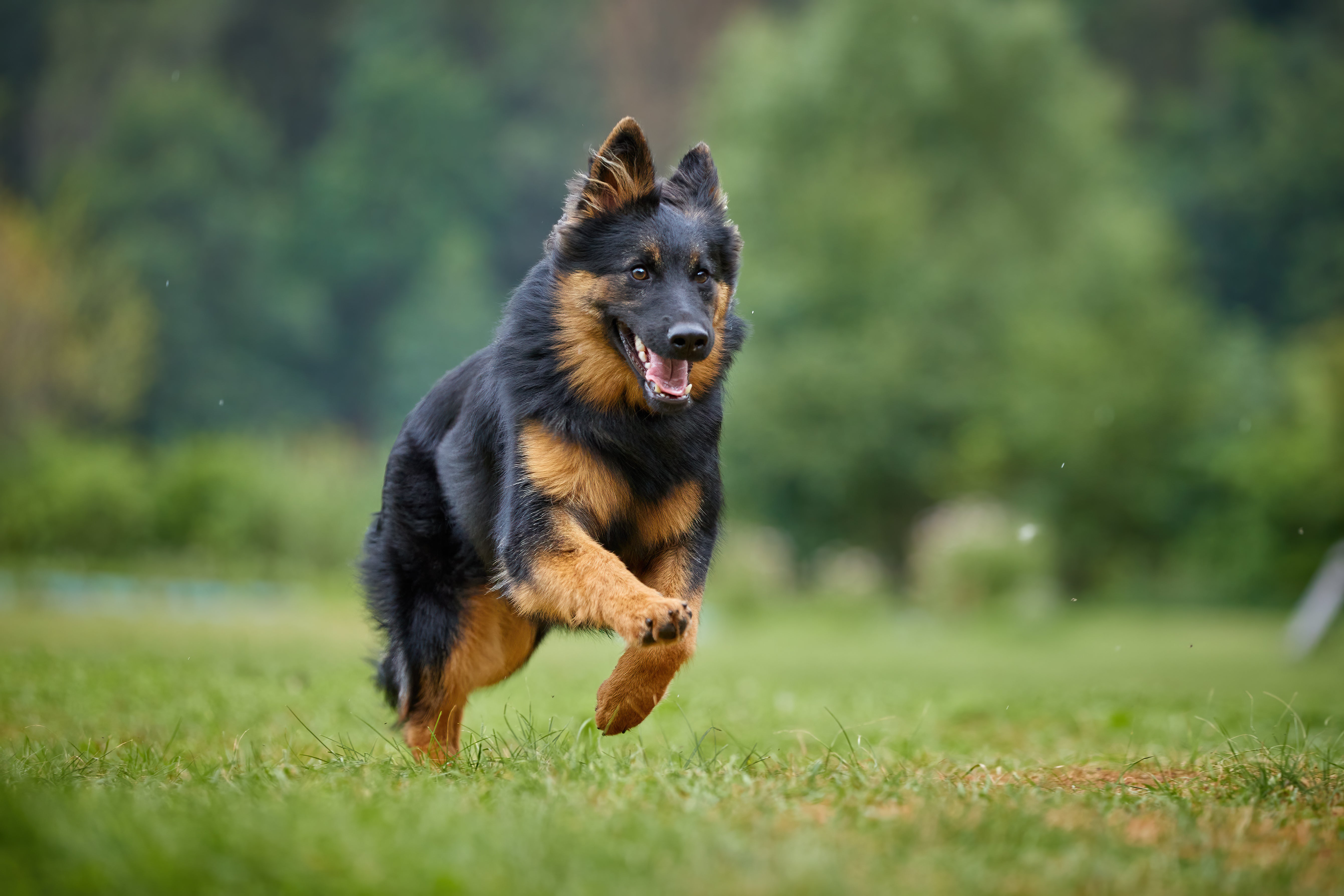 Active dog running in field