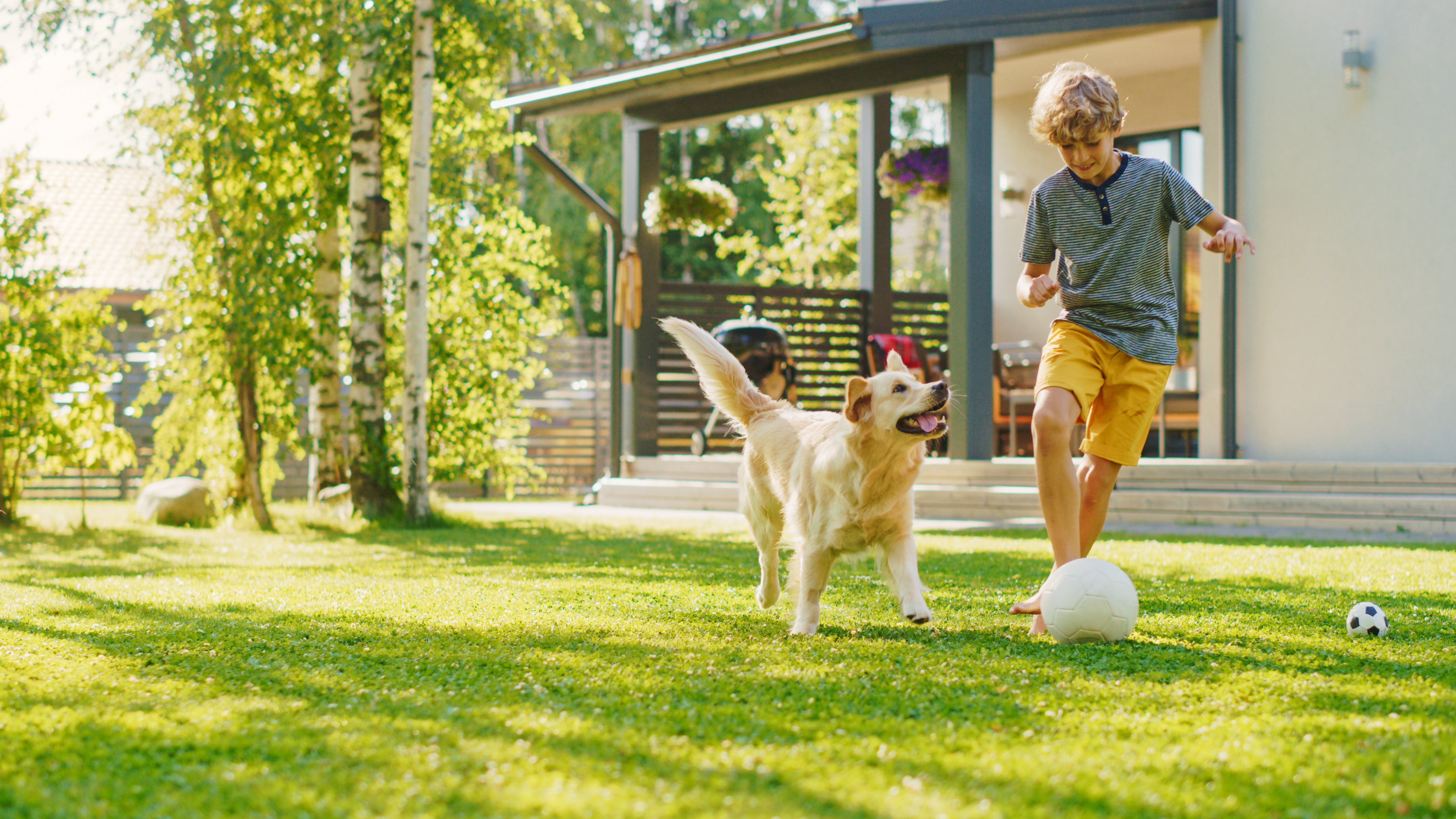 Boy playing football with Golden Retriever