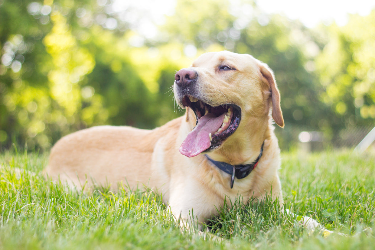 Dog with open mouth