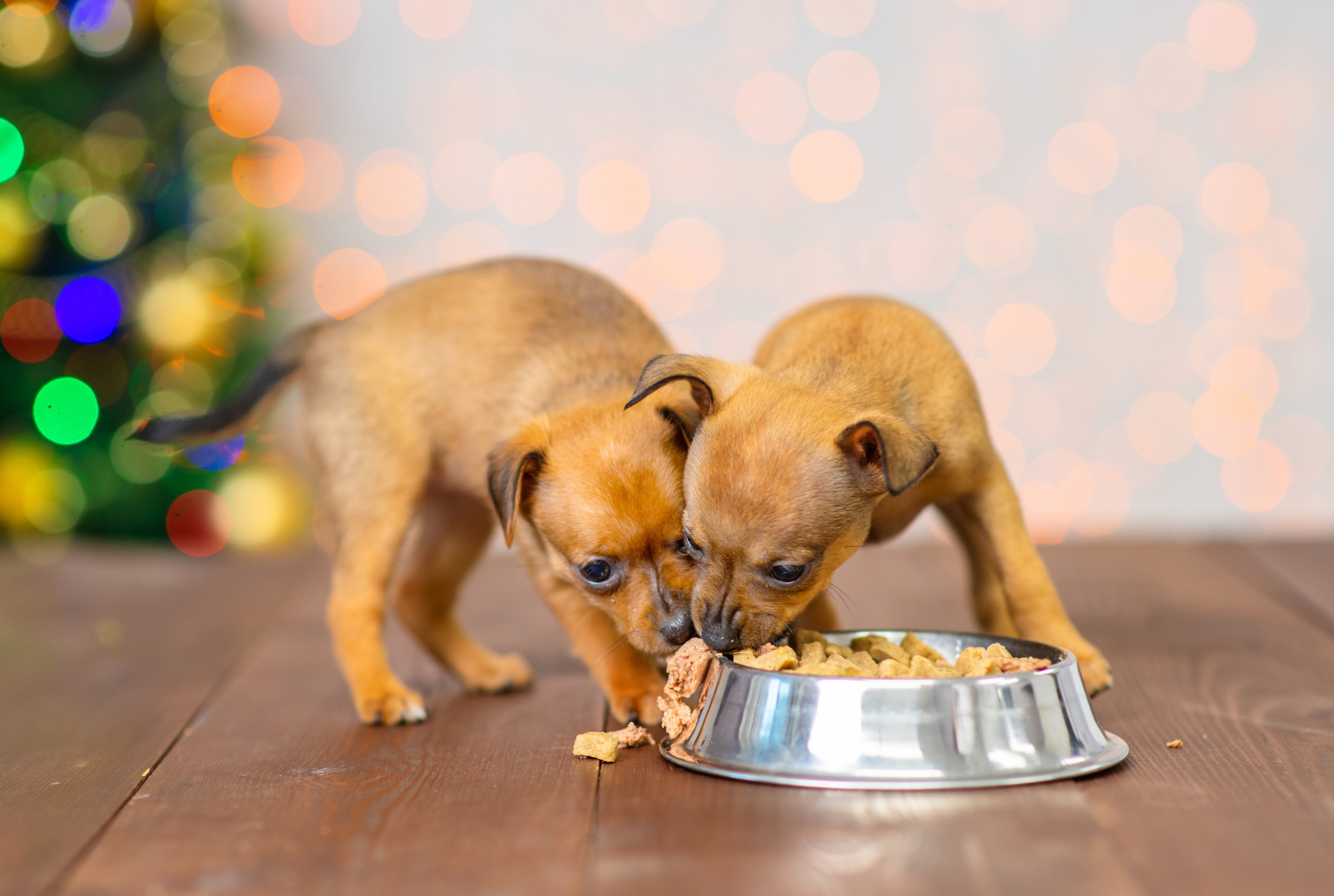 Dogs eating food on Christmas