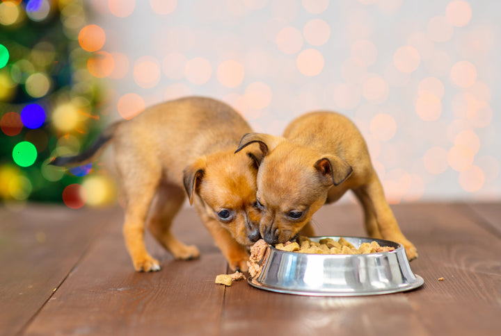 A dog’s Christmas dinner