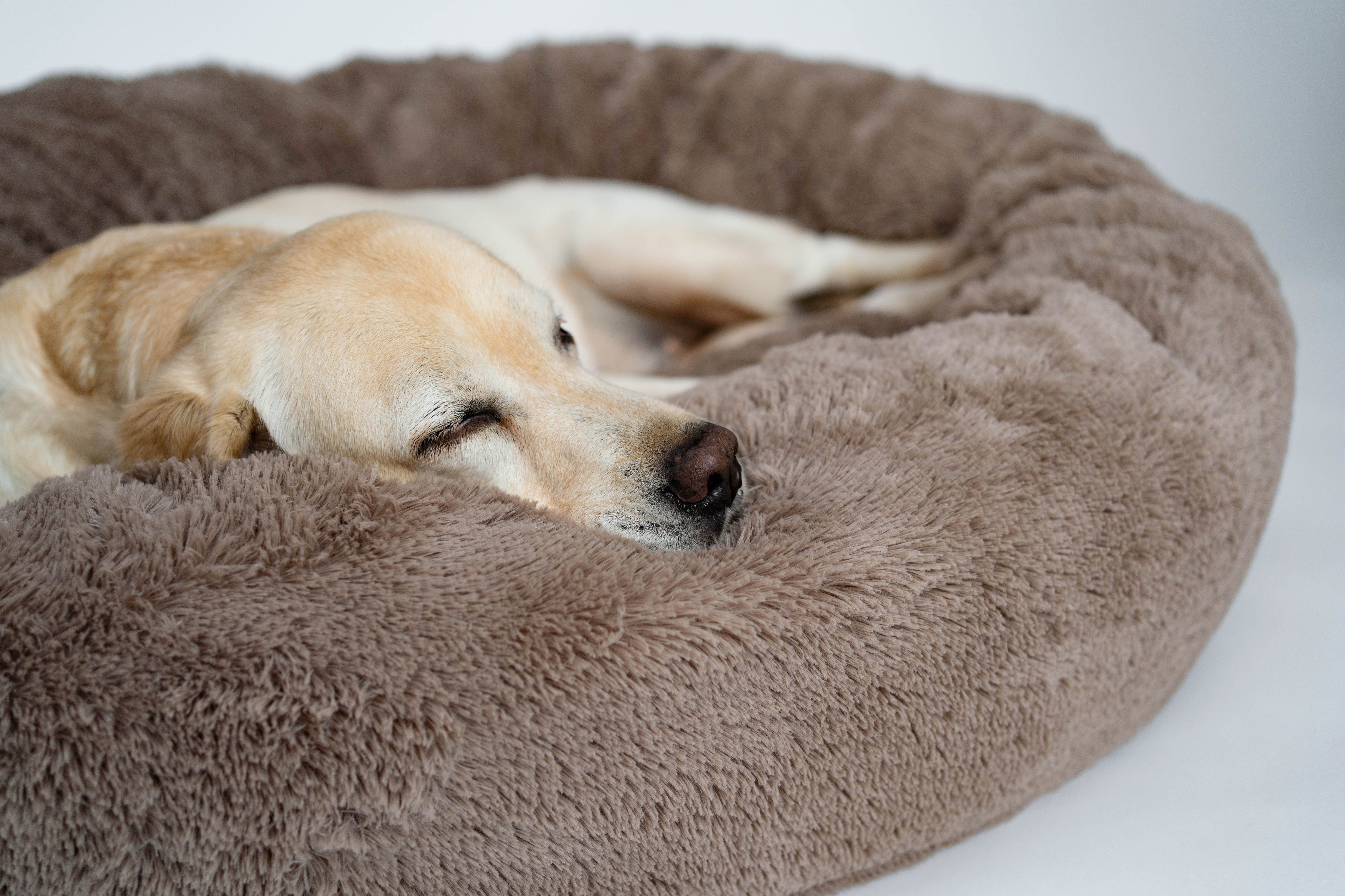 Labrador sleeping on dog bed