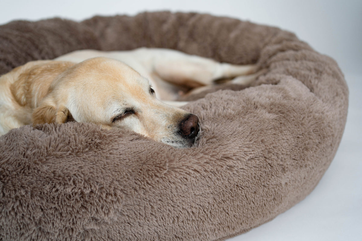5 of the best beds for senior dogs