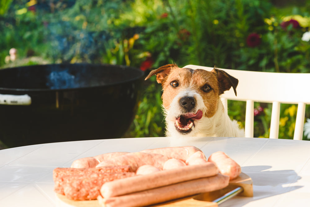 Jack Russell Terrier eyeing up sausages at a BBQ