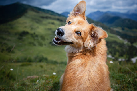 Happy dog looking back on a walk