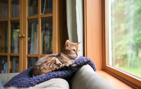 Cat snuggled up next to window