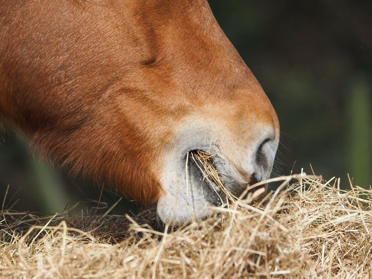 Horse eating hay