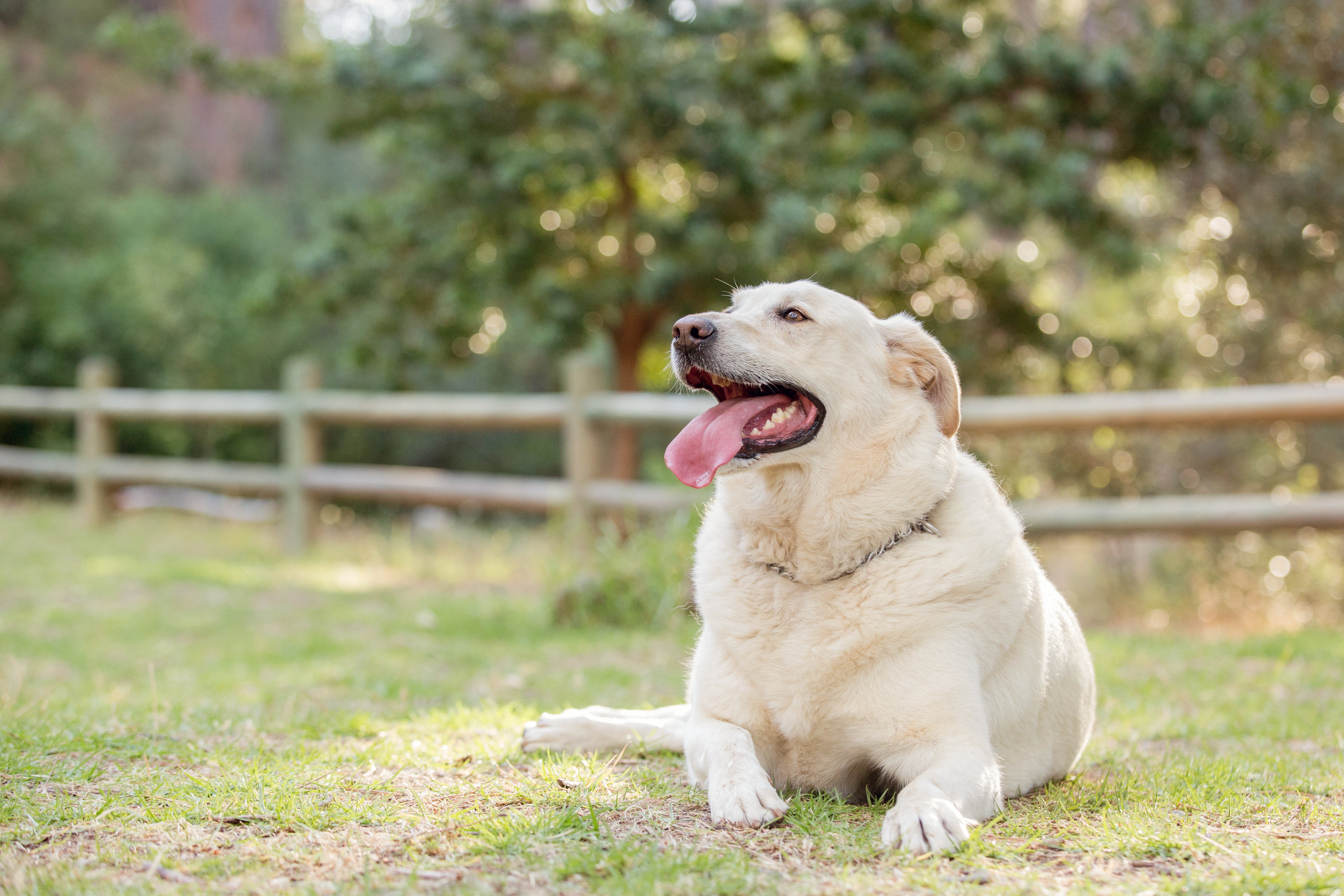Overweight Labrador sitting in a field