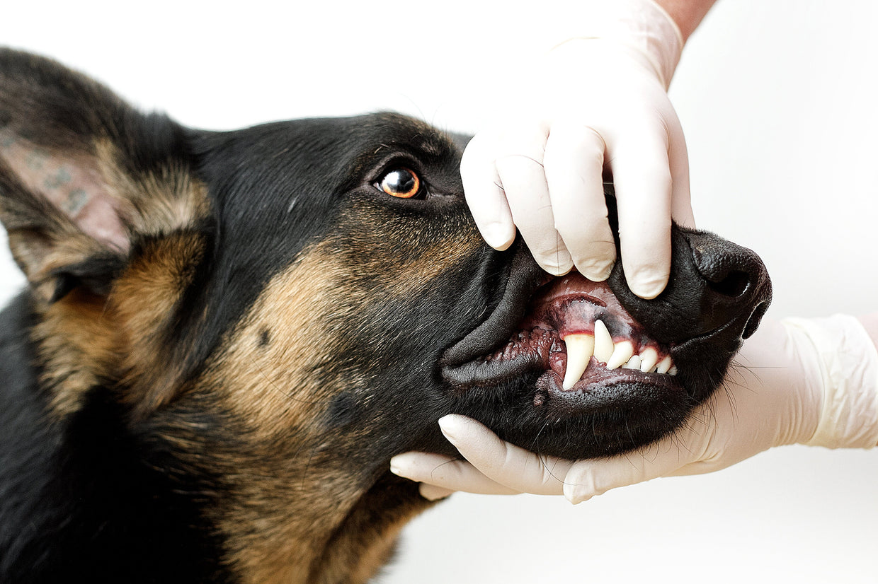 German Shepherd getting teeth checked