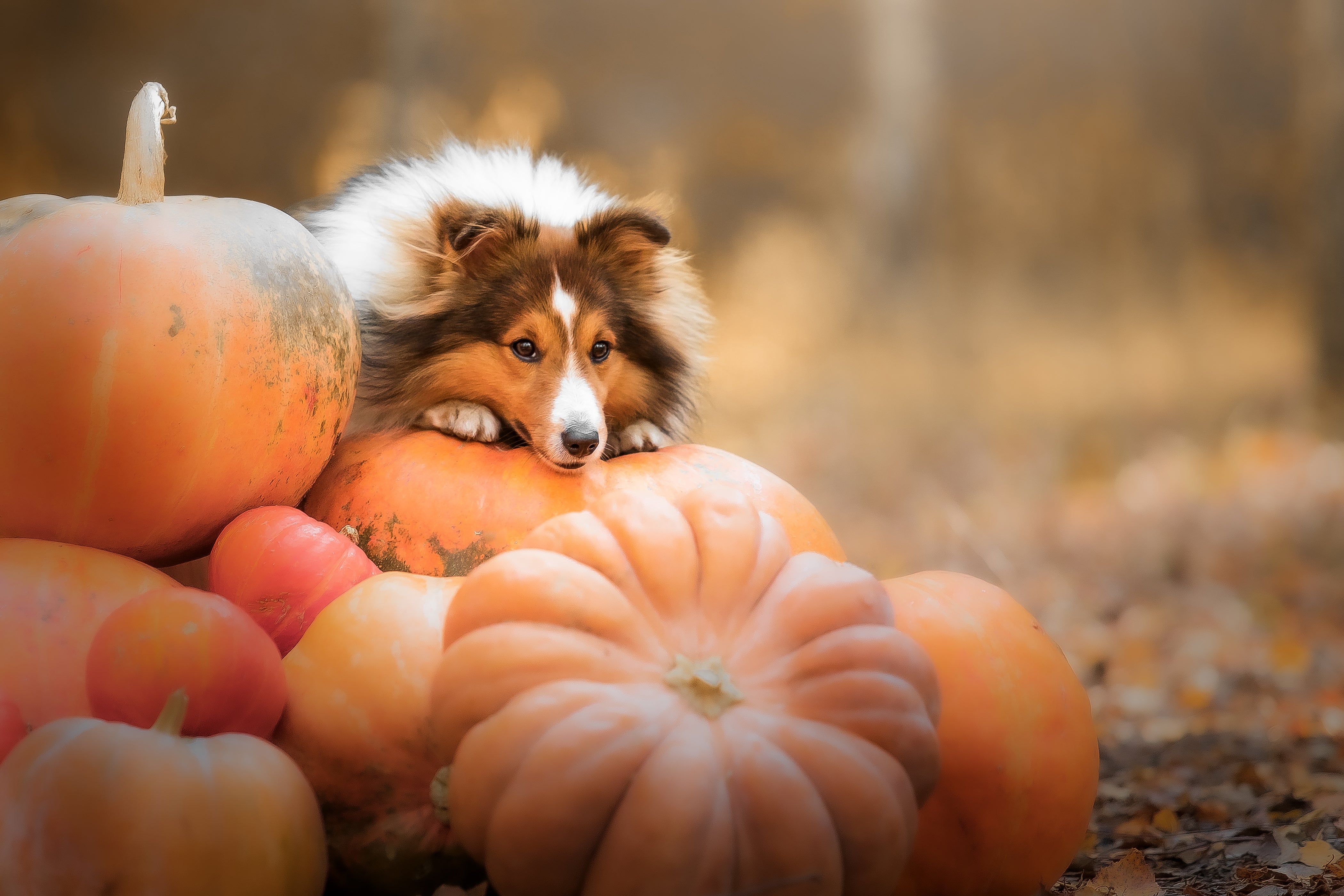 Cute dog in a pumpkin patch