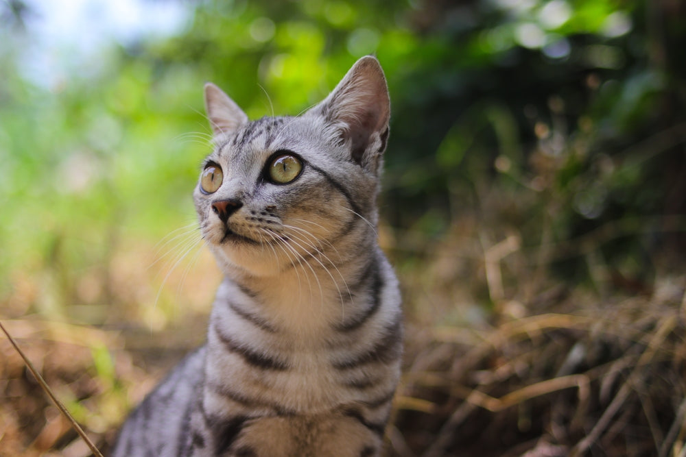 Cat with striking eyes sitting outside