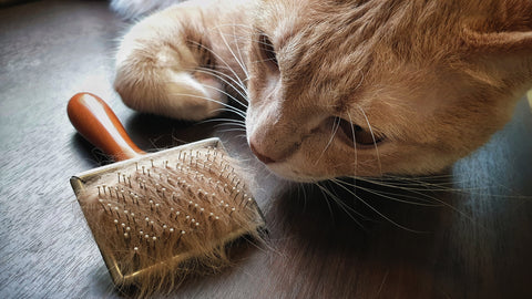 Moulting cat next to a hairy brush