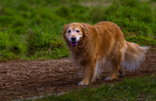 Old dog going for a walk