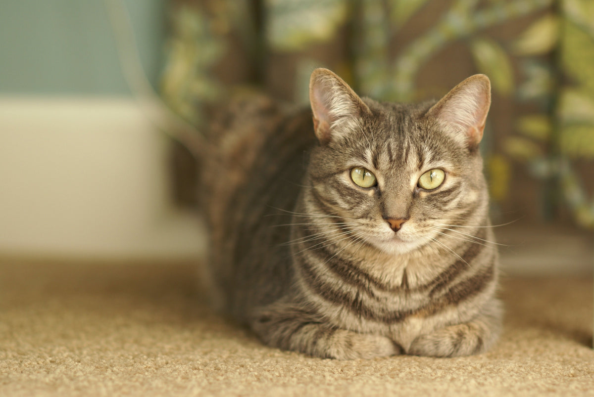 5 steps to taking care of your elderly cat