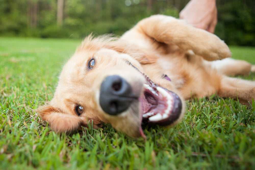 Happy dog rolling on the grass