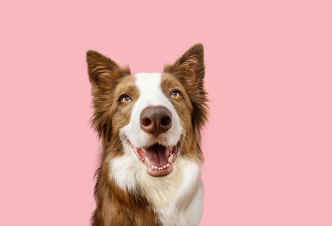 Border Collie with open mouth