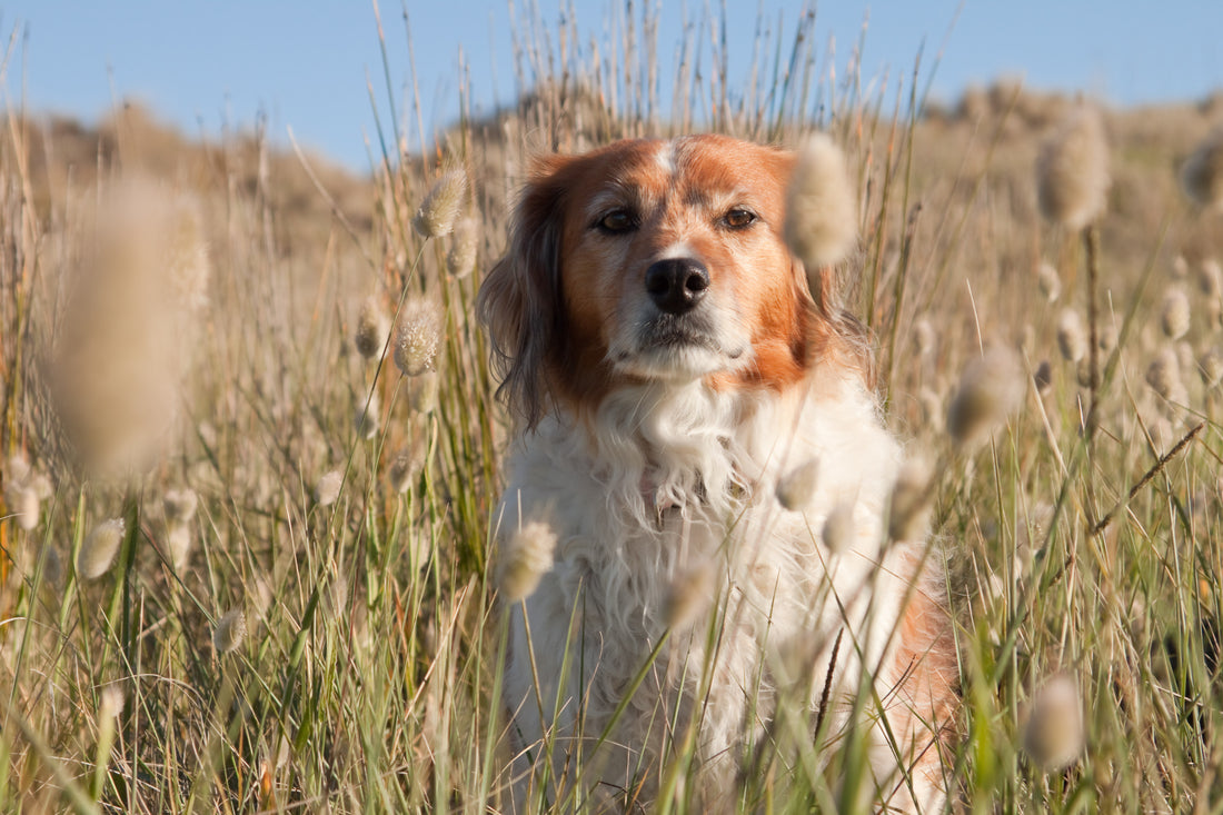 is grass seed dangerous for dogs