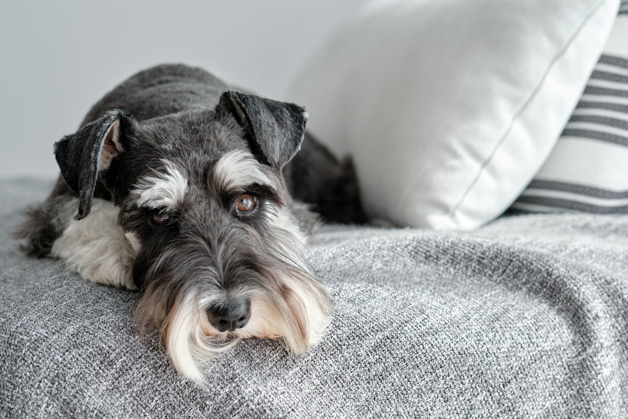 Miniature Schnauzer lying on sofa