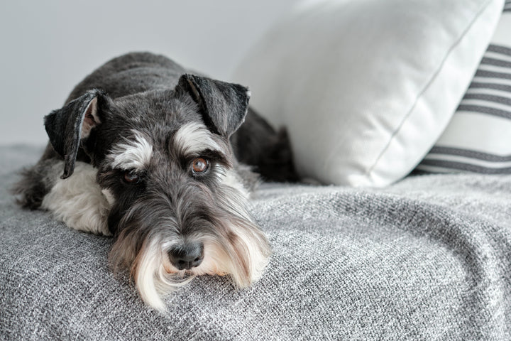 Common dog illnesses and health issues