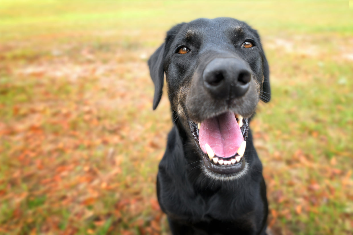 Dog showing healthy teeth