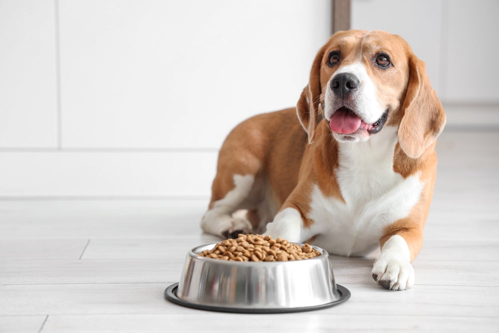 Common dog digestive problems and what to do about them