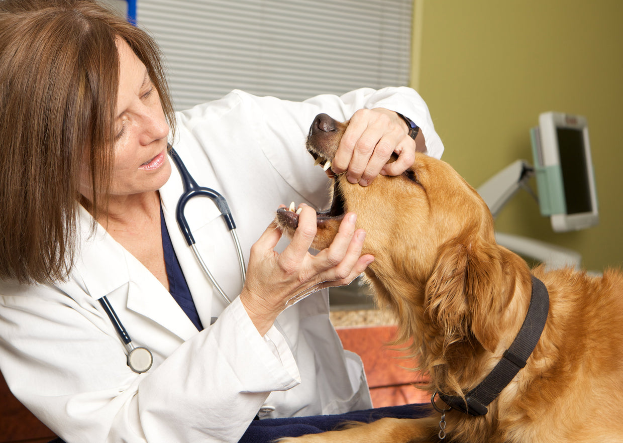 Vet inspecting a dog's mouth