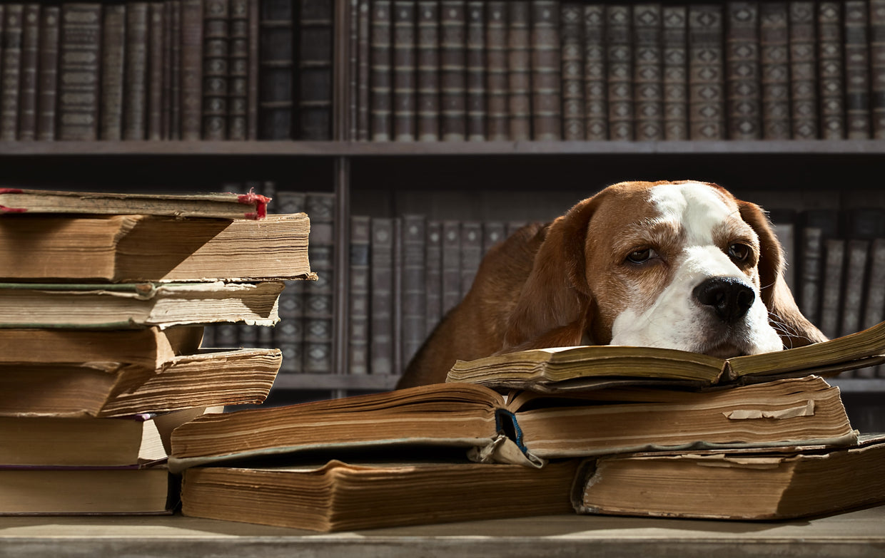 Thoughtful dog studying for a quiz in the library