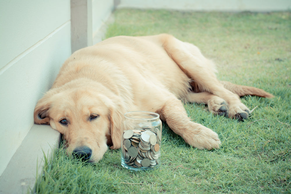 A money dog of prosperity, relaxing