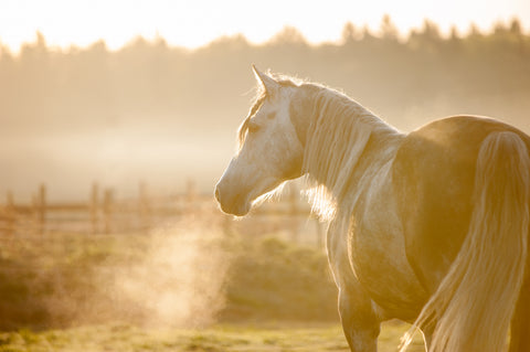 Horse standing out in the cold