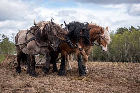 Draft horses at work